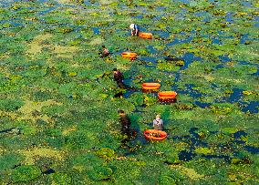 Water Chestnuts Harvest in Taizhou