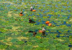 Water Chestnuts Harvest in Taizhou