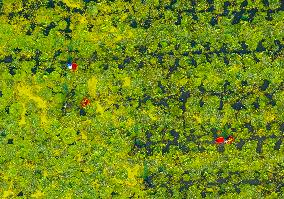 Water Chestnuts Harvest in Taizhou