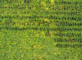 Water Chestnuts Harvest in Taizhou