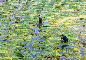 Water Chestnuts Harvest in Taizhou