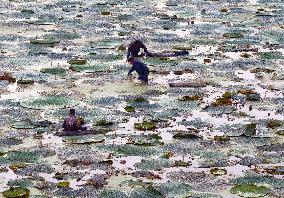 Water Chestnuts Harvest in Taizhou