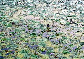 Water Chestnuts Harvest in Taizhou
