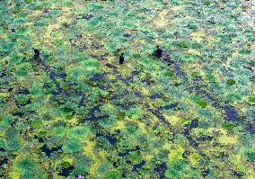 Water Chestnuts Harvest in Taizhou