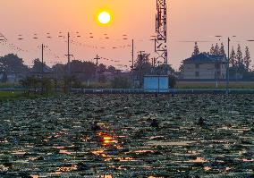 Water Chestnuts Harvest in Taizhou