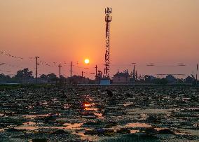 Water Chestnuts Harvest in Taizhou