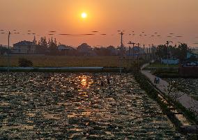 Water Chestnuts Harvest in Taizhou