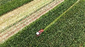 White Dew Farming - China