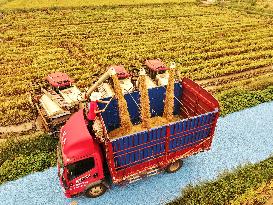 White Dew Farming - China