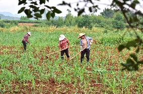 White Dew Farming - China