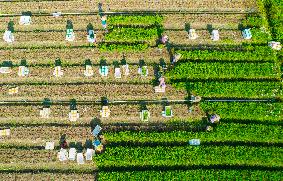 White Dew Farming - China