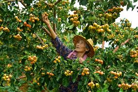 White Dew Farming - China