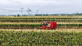White Dew Farming - China