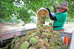 White Dew Farming - China