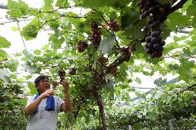 White Dew Farming - China
