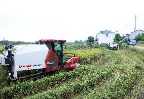 White Dew Farming - China