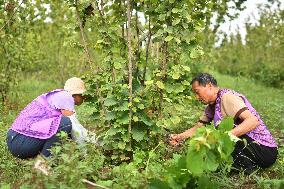 White Dew Farming - China
