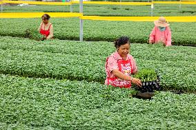 White Dew Farming - China