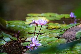 Seeds Displayed At Fuligong Greenhouses In Kunming