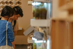 Seeds Displayed At Fuligong Greenhouses In Kunming