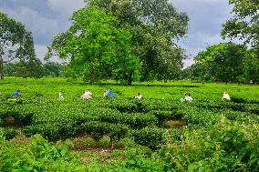 Women Pluck Tea Leaves in Siliguri - India