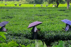Women Pluck Tea Leaves in Siliguri - India