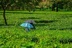Women Pluck Tea Leaves in Siliguri - India