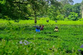 Women Pluck Tea Leaves in Siliguri - India