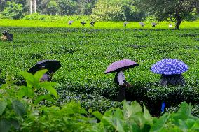 Women Pluck Tea Leaves in Siliguri - India