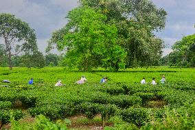 Women Pluck Tea Leaves in Siliguri - India