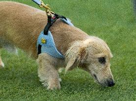 MOTORI - Formula 1 - Pirelli Gran Premio d'Italia 2025