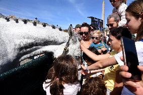 Horses In The City - Paris