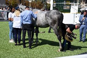 Horses In The City - Paris