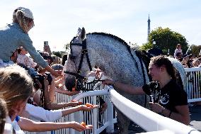 Horses In The City - Paris