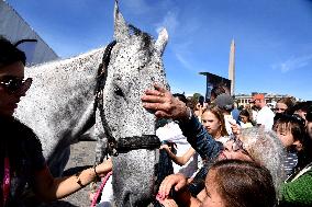 Horses In The City - Paris