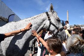 Horses In The City - Paris