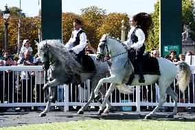 Horses In The City - Paris
