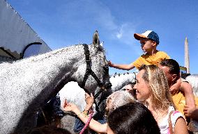 Horses In The City - Paris