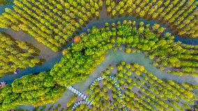 Metasequoia glyptostroboides Forest in Hongze Lake Wetland Scenic Area in Suqia
