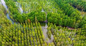 Metasequoia glyptostroboides Forest in Hongze Lake Wetland Scenic Area in Suqia