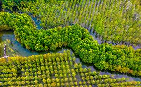 Metasequoia glyptostroboides Forest in Hongze Lake Wetland Scenic Area in Suqia