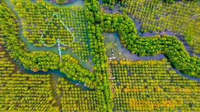 Metasequoia glyptostroboides Forest in Hongze Lake Wetland Scenic Area in Suqia