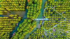 Metasequoia glyptostroboides Forest in Hongze Lake Wetland Scenic Area in Suqia
