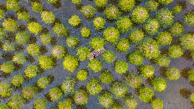 Metasequoia glyptostroboides Forest in Hongze Lake Wetland Scenic Area in Suqia