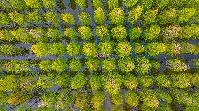 Metasequoia glyptostroboides Forest in Hongze Lake Wetland Scenic Area in Suqia