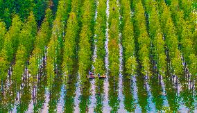 Metasequoia glyptostroboides Forest in Hongze Lake Wetland Scenic Area in Suqia