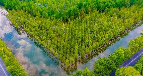 Metasequoia glyptostroboides Forest in Hongze Lake Wetland Scenic Area in Suqia