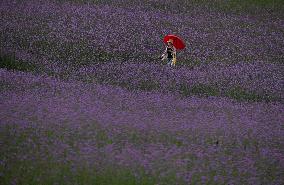 Gangwon Do Flower Garden Festival - South Korea
