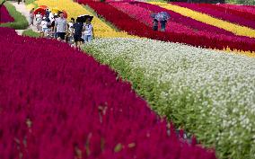 Gangwon Do Flower Garden Festival - South Korea