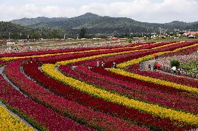 Gangwon Do Flower Garden Festival - South Korea